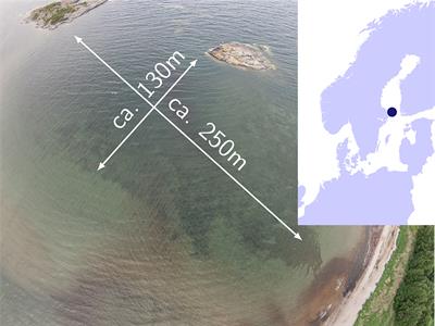 The Seagrass Methylome Is Associated With Variation in Photosynthetic Performance Among Clonal Shoots